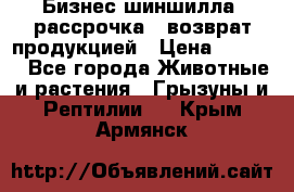 Бизнес шиншилла, рассрочка - возврат продукцией › Цена ­ 4 500 - Все города Животные и растения » Грызуны и Рептилии   . Крым,Армянск